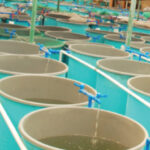Bio-Organic Catalyst Aquaculture Application