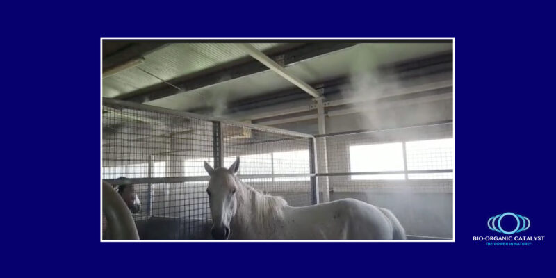 Bio-Organic Catalyst, Animal Care, Horses